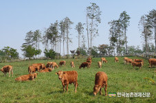 어려운 결식아동에 한우떡국 돌린 한우농가들 화제