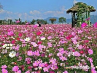 삼계탕시장 하림, 올품 담합했다고발... 파장 클듯