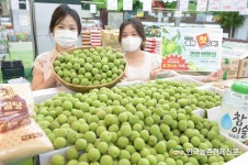 ‘매실’ 본격 출하예고! 