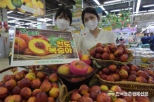 천도복숭아 첫 출하!