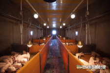 [속보]강원 양구군 아프리카돼지열병 발생...긴급 차단방역 중