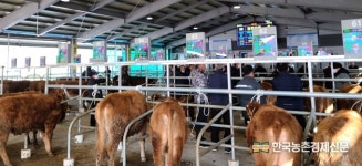 인제축협 스마트가축시장 개장