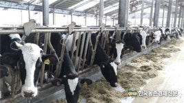 우유자조금, 낙농가 젖소 마리당 순이익 급격히 하락