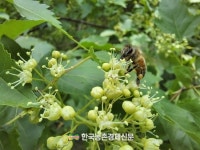 농촌진흥청·양봉농협·농심 협업…꿀벌 밀원수 조성!