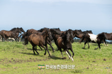 ‘국내산 승용마’ 새 이름 뭘로할까?