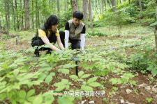 영마루산양삼산약초산야채농원 | ‘산양삼’ 통째로 먹어야 몸에 더 좋아!