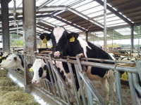 낙농육우협회 낙농목장 환경개선 캠페인!