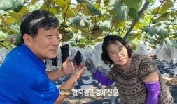 별빛포도원 영월포도 출하 한창!