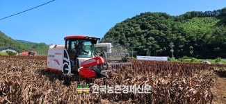 수수 신품종 기계 수확!