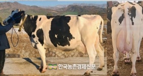 한국종축개량협회, 최고 젖소 선발