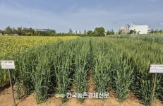국립식량과학원, ‘궁금한 식량작물’ 전시포에서 확인해 보세요!