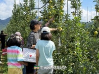 한국과수농협연합회, 청송서 황금사과 수확체험 성료