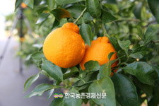 농촌진흥청, 국산 감귤 ‘탐나는봉’ 보호…유전체 기반 식별 기술 마련