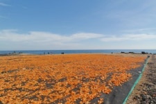 [트래블투데이] 제주도 오렌지 빛 물든 제주 신천목장