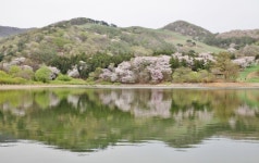 [트래블투데이] 파스텔톤 빛 서산 용비지의 봄날