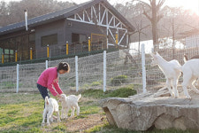 [트래블투데이] 청양 알프스산양목장 다양한 치유체험 인기