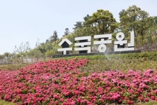 [트래블투데이] 싱그러운 초여름, 도초 수국공원에서 힐링하세요 - 신안, 섬수국축제