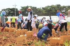 [트래블투데이] 이번 주말 당진에서 감자 캐고 매실도 따고! 황토감자축제‧순성 왕매실 축제