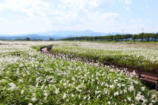 [트래블투데이] 가을 양양 남대천에 연어가 놀고, 억새밭엔 은빛 억새 휘날리고