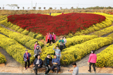 [트래블투데이] 국화 그 가을빛 추억속으로 스물두번째 행복나들이, 서산국화축제