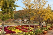 [트래블투데이] 가을로 물든 영동 노근리평화공원, 낭만과 정취 가득