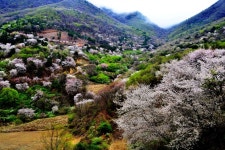 [트래블투데이] 금산군, 보곡산골 산벚꽃축제 9일 간의 대장정 돌입