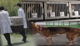 그것이알고싶다, 이병천 교수 의문의 동물실험과 비글 메이의 비극