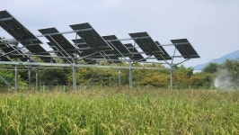 [르포] 영농형 태양광, 농민 새 희망 될까