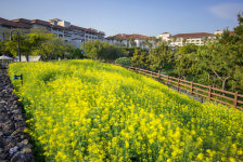 유채꽃 가득…제주신라호텔, 숨비 포토 프로그램·패키지 출시