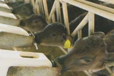 [일본 화우산업 탐방기2] 화우농가의 경영 안정제도