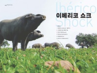 이베리코 쇼크(shock) 어떻게 바라봐야 하나