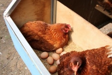 [기획1] 알밤 먹는 닭이 낳은 계란입니다