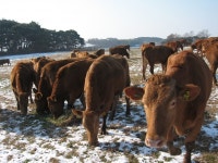 한우사업 전담 조직 구성…전방위 지원 확대