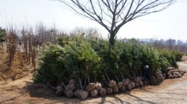 목장 나무 심기로 환경개선 앞장