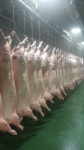 작지만 강한 도축장을 꿈꾸다- 참푸른글로벌