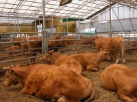 농협, 한우농가 암소감축‧입식자제 참여 당부