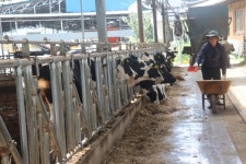 40년 낙농 인생 지금처럼 힘든 적은 없었습니다