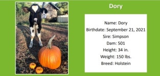 학생들이 교실에서 송아지를 애완용으로 입양하는 프로그램에 38개국 3만개 교실이 참여한다