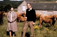 영국 왕실 목장에는 200여두의 저지종 젖소를 사육하며 로봇으로 착유하고 물침대를 쓴다