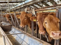 축산업, 탄소중립 위한 사회적 책임 크다 71.8%