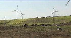 하와이에 남은 마지막 낙농 목장을 살리기 위해 주 의회가 나섰다