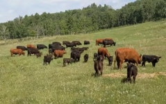 캐나다 알버타주에서 매년 50여건의 소 도난 사고가 발생하며 최근 85두가 사라졌다