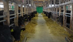 일본 자국산 소고기 생산량은 34만8천톤으로 자급율 39%이며, 화우는 47.4%를 차지한다