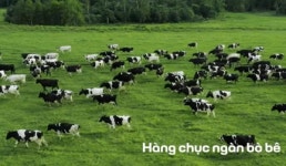 37만5천여두의 젖소를 사육하는 베트남에서 최대 유업체가 38.9%의 우유를 집유 처리한다