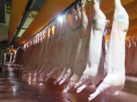 심상치 않은 돼지지육 가격...1월 첫째주 kg당 4300원까지 하락