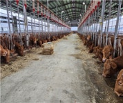 농식품부, 한우 24개월 단기 사육 모델 연내 개발 완료