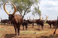 아프리카 우간다 소 사육두수가 13년만에 27% 증가하였고, 우유 생산량은 5배가 늘었다