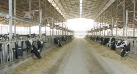 전 세계 젖소 질병으로 인한 연간 손실액이 88조원이며, 한국이 두당 피해액이 가장 크다