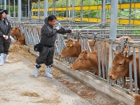 구제역 전남 영암 한우농가 추가 발병