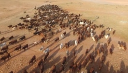호주에서 충청남도 면적보다 큰 대형 목장 등 7개 상업용 목장이 매물로 나왔다
